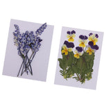 Maxbell 16 Pieces Assorted Natural Pressed Dried Flowers DIY Scrapbooking Art Crafts