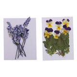 Maxbell 16 Pieces Assorted Natural Pressed Dried Flowers DIY Scrapbooking Art Crafts