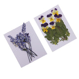 Maxbell 16 Pieces Assorted Natural Pressed Dried Flowers DIY Scrapbooking Art Crafts