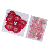 Maxbell 22 Pieces Natural Delphinium Rose Real Pressed Dried Flowers for DIY Craft