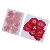 Maxbell 22 Pieces Natural Delphinium Rose Real Pressed Dried Flowers for DIY Craft