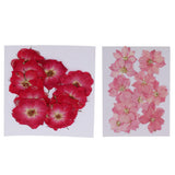Maxbell 22 Pieces Natural Delphinium Rose Real Pressed Dried Flowers for DIY Craft