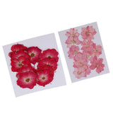 Maxbell 22 Pieces Natural Delphinium Rose Real Pressed Dried Flowers for DIY Craft