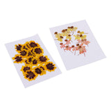 Maxbell 40 Pieces Real Pressed Dried Flowers DIY Art Crafts Scrapbooking Card Making