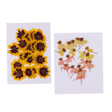 Maxbell 40 Pieces Real Pressed Dried Flowers DIY Art Crafts Scrapbooking Card Making