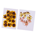 Maxbell 40 Pieces Real Pressed Dried Flowers DIY Art Crafts Scrapbooking Card Making