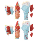 2Sets Magnify 2x Human 5 Parts Pharynx and Larynx Model  Study Kits