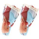 2Sets Magnify 2x Human 5 Parts Pharynx and Larynx Model  Study Kits