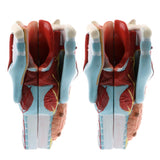 2Sets Magnify 2x Human 5 Parts Pharynx and Larynx Model  Study Kits