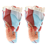 2Sets Magnify 2x Human 5 Parts Pharynx and Larynx Model  Study Kits