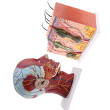 Biology Human Head Neck & Skin Anatomy Model Kids Teaching Aids Kit