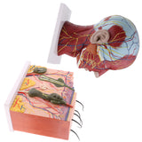 Biology Human Head Neck & Skin Anatomy Model Kids Teaching Aids Kit