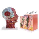 Biology Human Head Neck & Skin Anatomy Model Kids Teaching Aids Kit