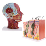 Biology Human Head Neck & Skin Anatomy Model Kids Teaching Aids Kit