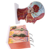 Biology Human Head Neck & Skin Anatomy Model Kids Teaching Aids Kit