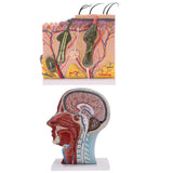 Biology Human Head Neck & Skin Anatomy Model Kids Teaching Aids Kit