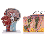 Biology Human Head Neck & Skin Anatomy Model Kids Teaching Aids Kit