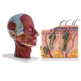 Biology Human Head Neck & Skin Anatomy Model Kids Teaching Aids Kit