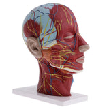 Biology Human Head Neck & Skin Anatomy Model Kids Teaching Aids Kit