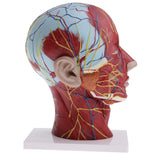 Biology Human Head Neck & Skin Anatomy Model Kids Teaching Aids Kit