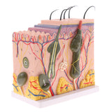 Biology Human Head Neck & Skin Anatomy Model Kids Teaching Aids Kit