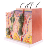 Biology Human Head Neck & Skin Anatomy Model Kids Teaching Aids Kit
