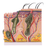 Biology Human Head Neck & Skin Anatomy Model Kids Teaching Aids Kit