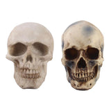 Maxbell 2pcs Realistic Replica Human Skull Resin Skull Skeleton Head