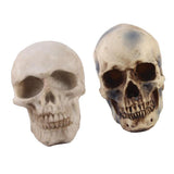 Maxbell 2pcs Realistic Replica Human Skull Resin Skull Skeleton Head