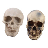 Maxbell 2pcs Realistic Replica Human Skull Resin Skull Skeleton Head