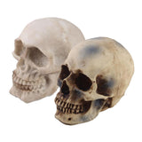 Maxbell 2pcs Realistic Replica Human Skull Resin Skull Skeleton Head