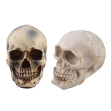 Maxbell 2pcs Realistic Replica Human Skull Resin Skull Skeleton Head