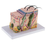 4xMagnify 35X Human Anatomical Skin Model Anatomy Biology  Teaching Aid