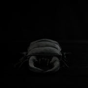 e6847f741b64961afb16a8b4e242ce39
