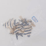 Maxbell String of Hanging Wooden Tropical Fish Starfish Photo Memo Clip Blue Stripe