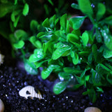 Maxbell Maxbell Water Ornament For Aquarium Artificial Water Plants Gate Shape Decor-Green
