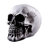 Maxbell Homosapiens Skull Statue Figurine Human Skeleton Head  Skeleton #2