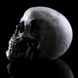 Maxbell Homosapiens Skull Statue Figurine Human Skeleton Head  Skeleton #2