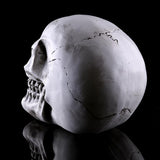 Maxbell Homosapiens Skull Statue Figurine Human Skeleton Head  Skeleton #2