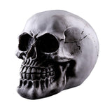 Maxbell Homosapiens Skull Statue Figurine Human Skeleton Head  Skeleton #2