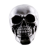 Maxbell Homosapiens Skull Statue Figurine Human Skeleton Head  Skeleton #2