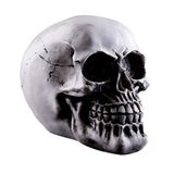 Maxbell Homosapiens Skull Statue Figurine Human Skeleton Head  Skeleton #2