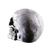 Maxbell Homosapiens Skull Statue Figurine Human Skeleton Head Medical Skeleton #3