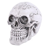 Maxbell Homosapiens Skull Statue Figurine Human Skeleton Head Medical Skeleton #3