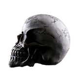 Maxbell Homosapiens Skull Statue Figurine Human Skeleton Head Medical Skeleton #3