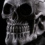 Maxbell Homosapiens Skull Statue Figurine Human Skeleton Head Medical Skeleton #3