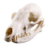 Maxbell Maxbell Lifelike Fox Skull Resin Head Skeleton Figurine Aquarium Ornament Home Decor