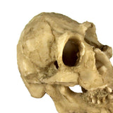 Maxbell Maxbell Reptile,Snake,Turtle,Vivarium Rock,Caves,Decor Aquarium Ornament Skull Head