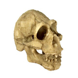 Maxbell Maxbell Reptile,Snake,Turtle,Vivarium Rock,Caves,Decor Aquarium Ornament Skull Head