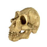 Maxbell Maxbell Reptile,Snake,Turtle,Vivarium Rock,Caves,Decor Aquarium Ornament Skull Head